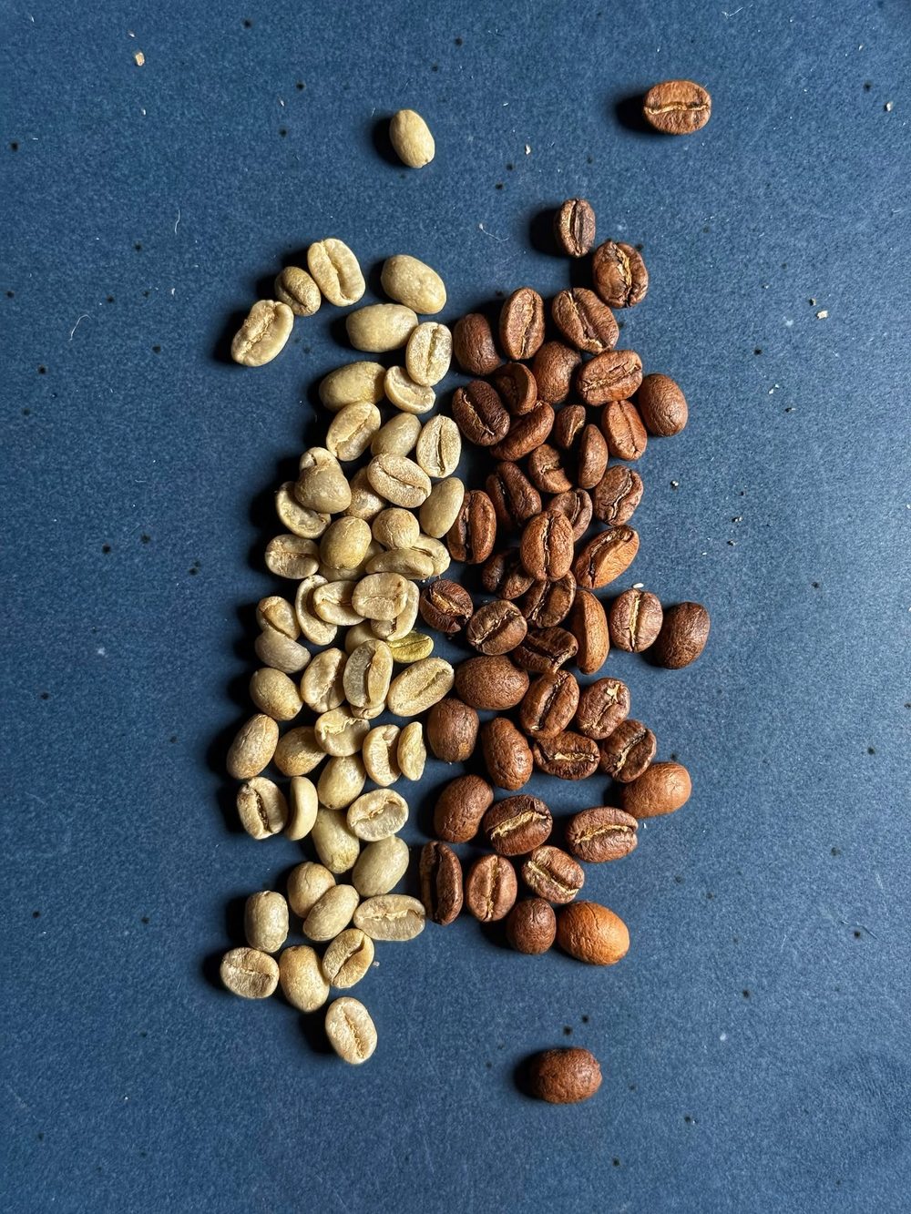 Small batch roasted coffee beans from El Cid Coffee